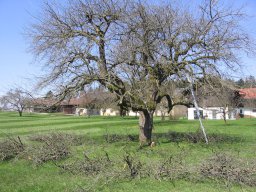 Baum
